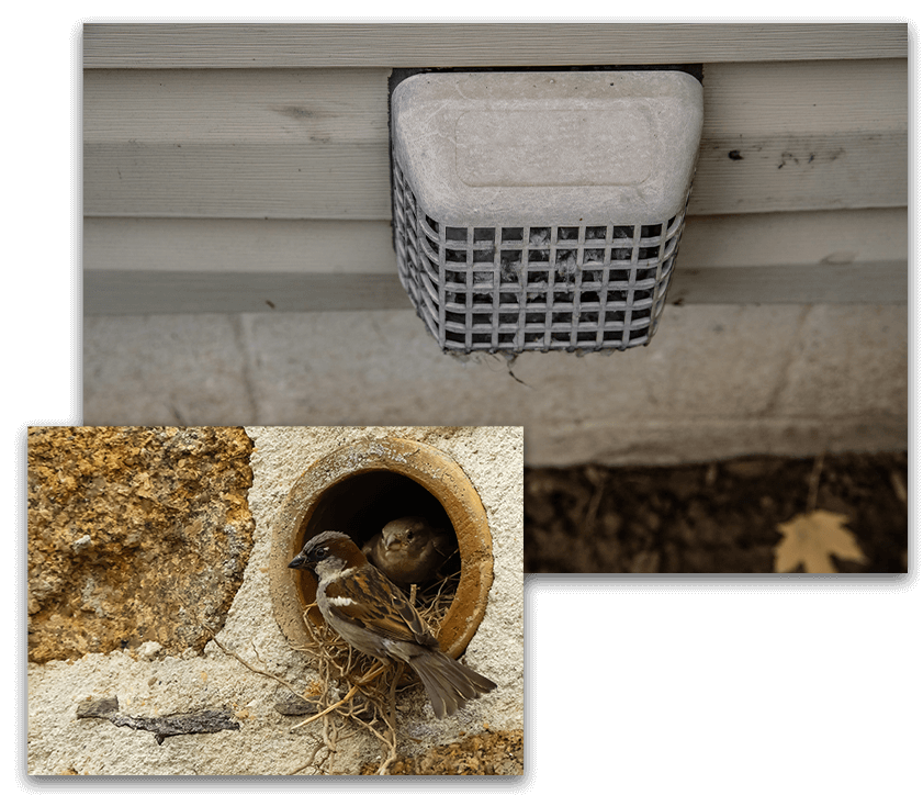 Dryer vent clogged with birds' nests collage